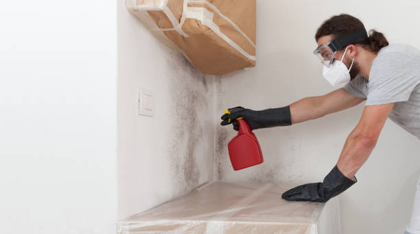 Basement Mold Remediation treatment on basement walls in Gates